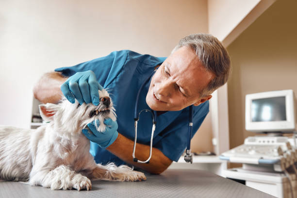 Best Emergency Dental Care for Broken or Chipped Teeth in La Porte, TX